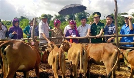 Trao bò giống tặng các hộ nghèo xã Quảng Sơn, huyện Hải Hà, tỉnh Quảng Ninh.
